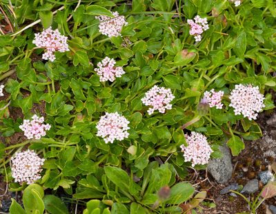 Trachymene humilis, photographed by Chris Clarke