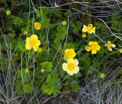 Ranunculus graniticola, photographed by Chris Clarke
