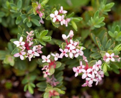 Pimelea alpina, photographed by Chris Clarke