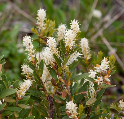 Orites lancifolius, photographed by Chris Clarke