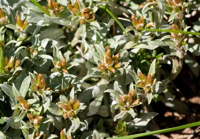 Argyrotegium fordianum, photographed by Chris Clarke