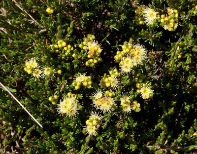 Kunzea muelleri, photographed by Chris Clarke