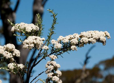 Ozothamnus secundiflorus, photographed by Chris Clarke