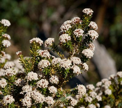Ozothamnus alpinus, photographed by Chris Clarke