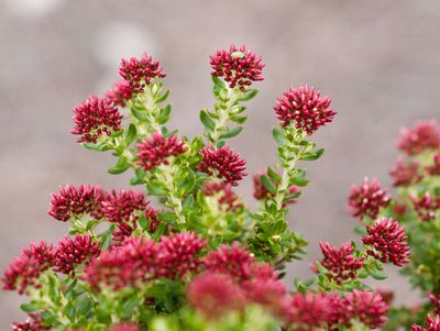 Ozothamnus alpinus, photographed by Chris Clarke