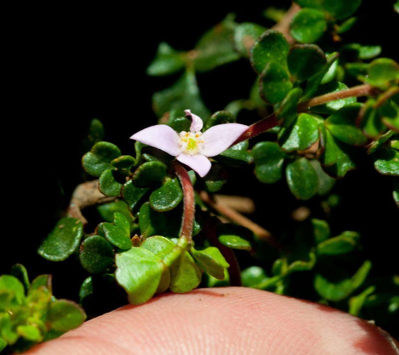 Boronia algida, photographed by Chris Clarke