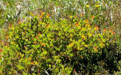 Acacia alpina, photographed by Chris Clarke