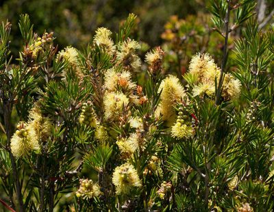Melaleuca pityoides, photographed by Chris Clarke