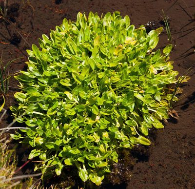 Psychrophila introloba, photographed by Chris Clarke