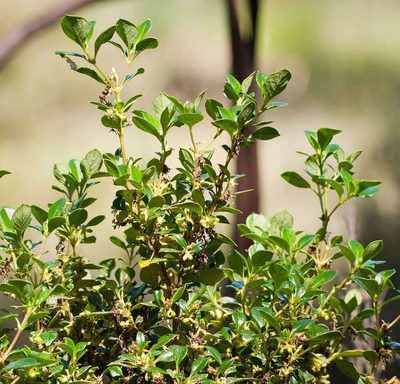 Coprosma hirtella, photographed by Chris Clarke