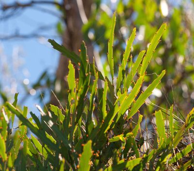 Bossiaea bracteosa, photographed by Chris Clarke