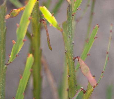 Bossiaea bracteosa, photographed by Chris Clarke