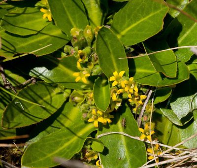 Goodenia montana, photographed by Chris Clarke