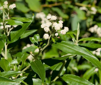 Ozothamnus stirlingii, photographed by Chris Clarke