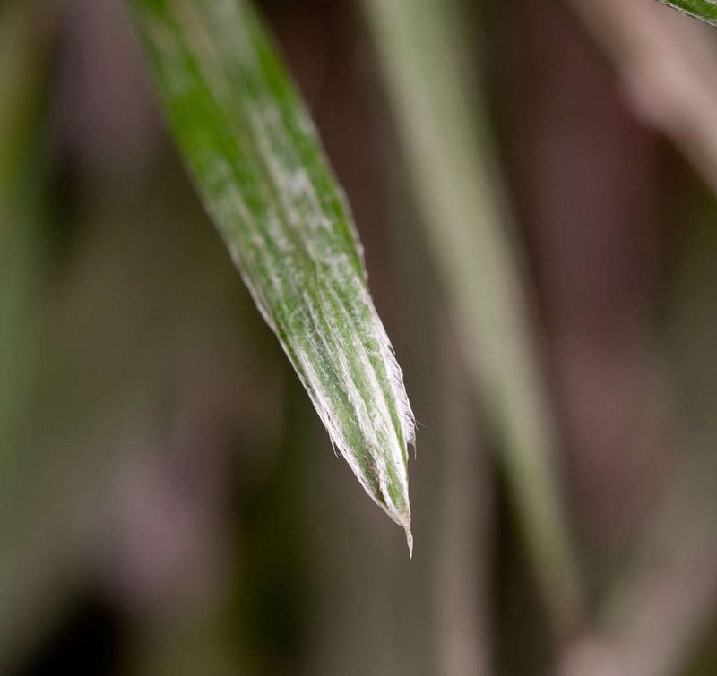 Celmisia pugioniformis, photographed by Chris Clarke