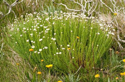 Rhodanthe anthemoides, photographed by Chris Clarke