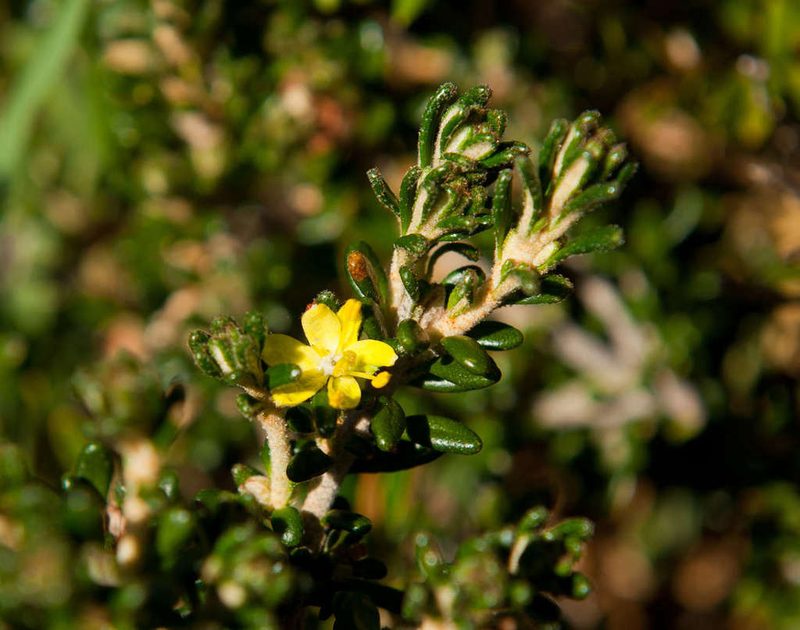 Asterolasia trymalioides, photographed by Chris Clarke