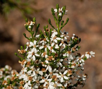 Olearia teretifolia, photographed by Chris Clarke