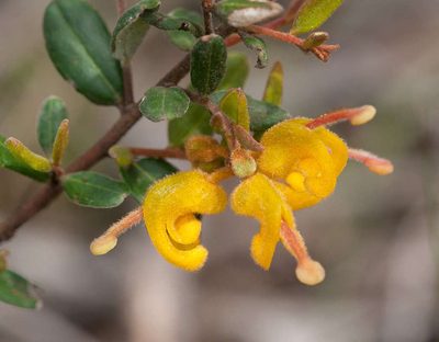 Grevillea chrysophaea, photographed by Chris Clarke