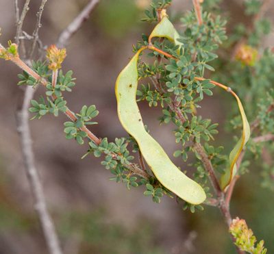 Acacia mitchellii, photographed by Chris Clarke