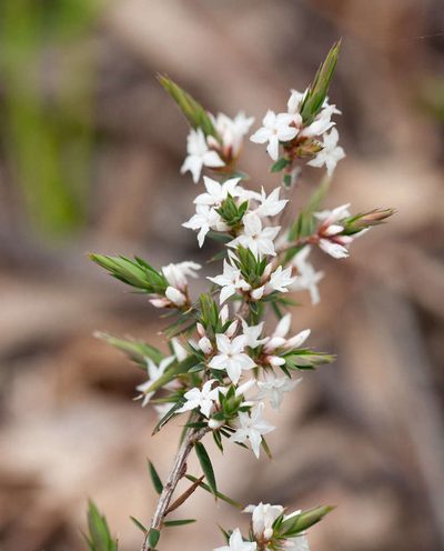Brachyloma depressum, photographed by Chris Clarke