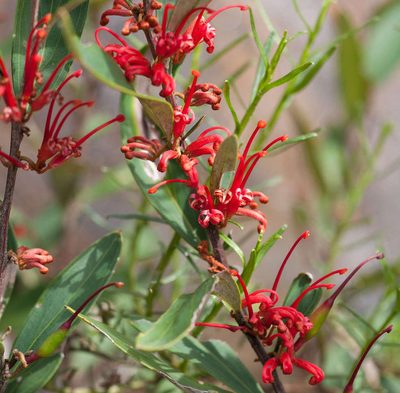 Grevillea dimorpha, photographed by Chris Clarke