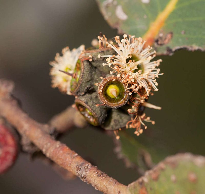 Eucalyptus serraensis, photographed by Chris Clarke