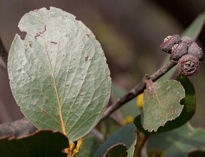 Eucalyptus serraensis, photographed by Chris Clarke