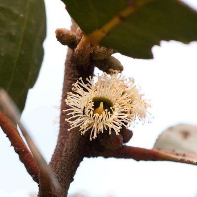 Eucalyptus serraensis, photographed by Chris Clarke