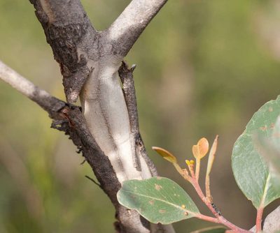 Eucalyptus serraensis, photographed by Chris Clarke