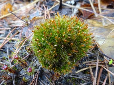 Tetraplodon angustatus, photographed by Наталья Коротких