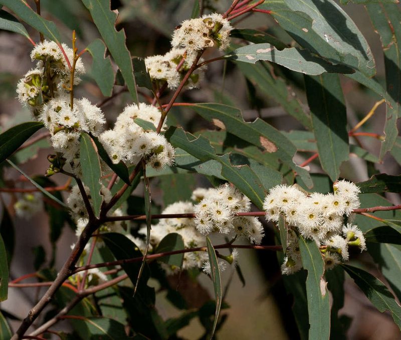 Eucalyptus falciformis, photographed by Chris Clarke