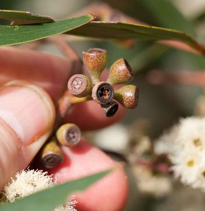 Eucalyptus falciformis, photographed by Chris Clarke