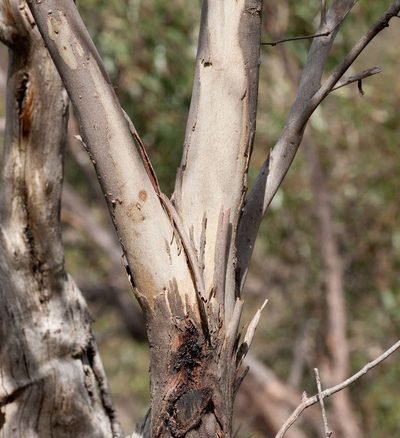 Eucalyptus falciformis, photographed by Chris Clarke