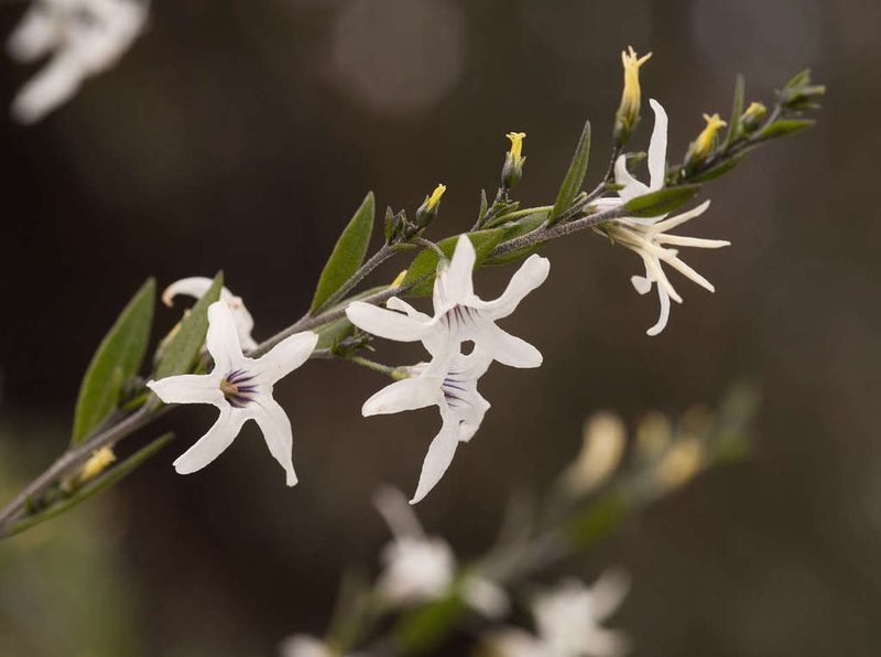 Cyphanthera anthocercidea, photographed by Chris Clarke