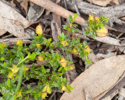 Dodonaea procumbens, photographed by Chris Clarke