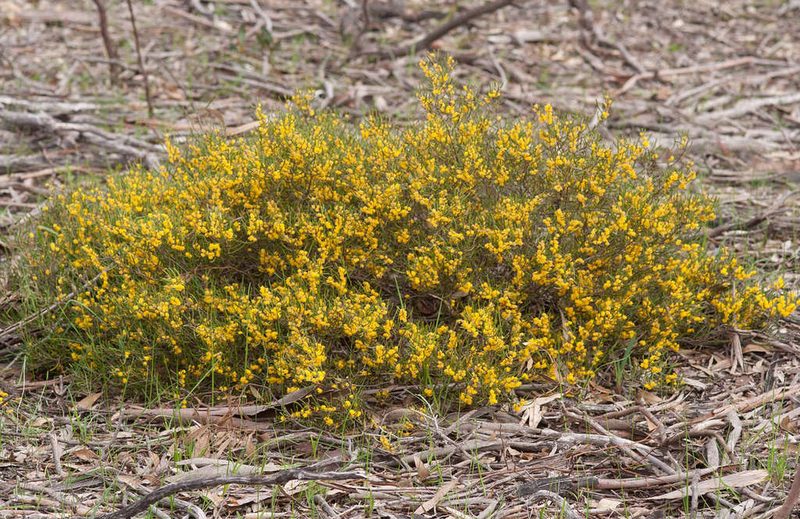 Acacia farinosa, photographed by Chris Clarke