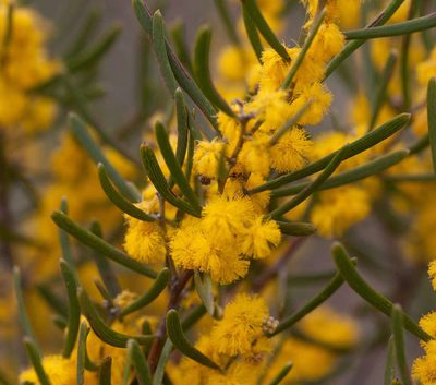 Acacia farinosa, photographed by Chris Clarke