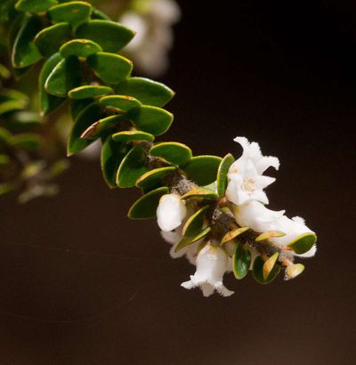 Acrothamnus maccraei, photographed by Chris Clarke