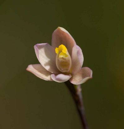 Thelymitra carnea, photographed by Chris Clarke