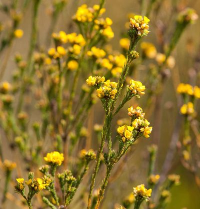 Pultenaea weindorferi, photographed by Chris Clarke