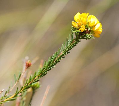 Pultenaea weindorferi, photographed by Chris Clarke
