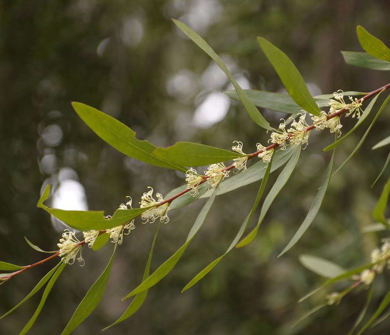 Hakea eriantha, photographed by Chris Clarke