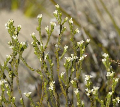 Pimelea phylicoides, photographed by Chris Clarke