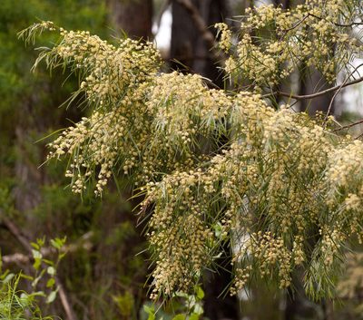 Acacia cognata