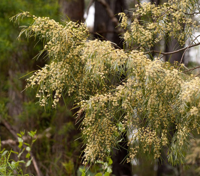 Acacia cognata, photographed by Chris Clarke