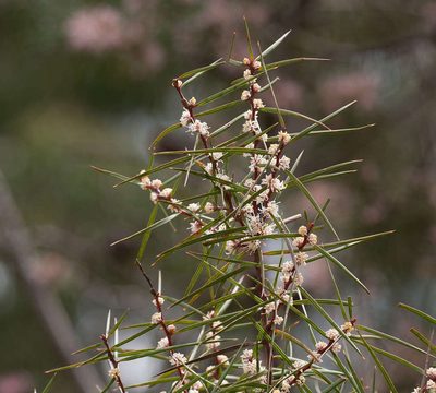 Hakea ulicina, photographed by Chris Clarke