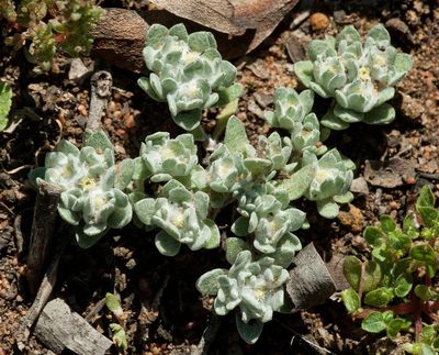 Actinobole uliginosum, photographed by Chris Clarke