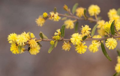 Acacia aspera, photographed by Chris Clarke