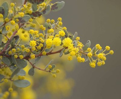 Acacia brachybotrya, photographed by Chris Clarke